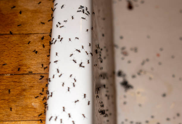 Best Mosquito Control Services  in Archie, MO