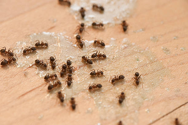 Best Insect Control  in Archie, MO